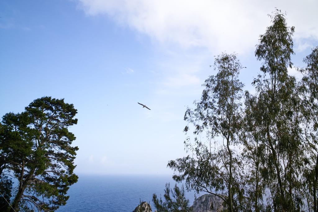 Villacore Capri Oda fotoğraf